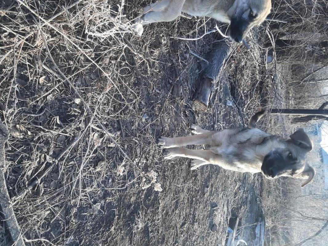 Два щенка- 6 месяцев девочка стерилизована и кобелек,  коммуникабельные, ласковые, не дикие, лают, о - Орск