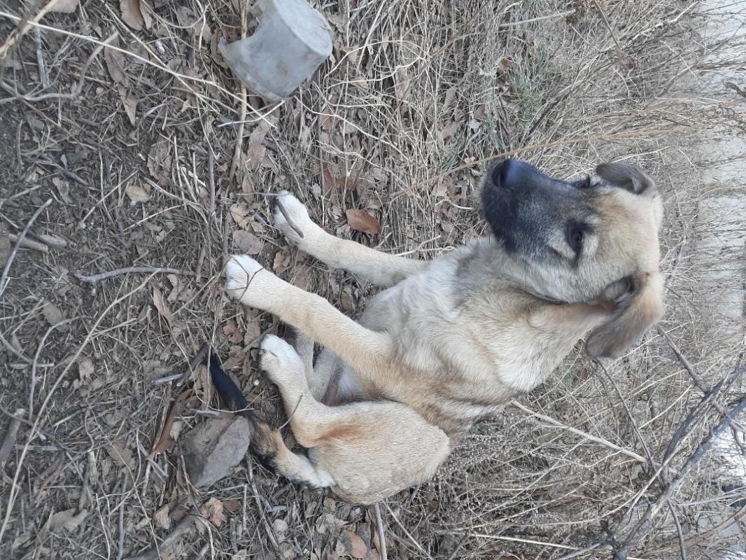 Два щенка- 6 месяцев девочка стерилизована и кобелек,  коммуникабельные, ласковые, не дикие, лают, о - Орск