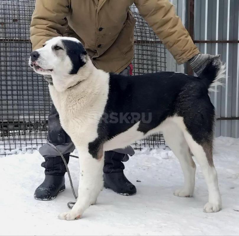 Подрощенная девочка САО. - Орск