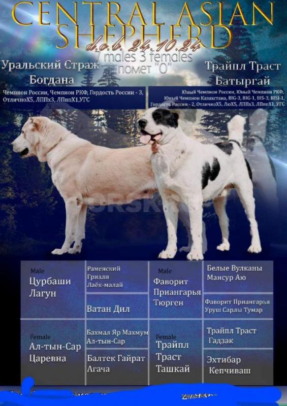 Подрощенная девочка САО. - Орск