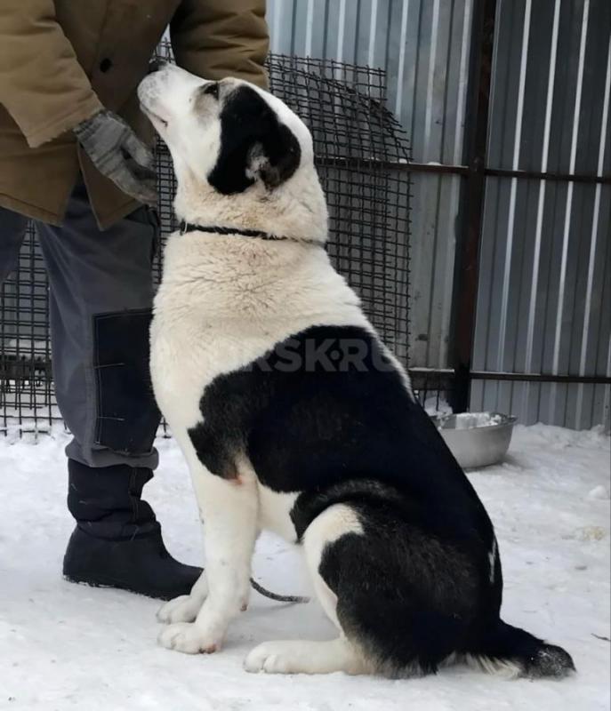 Подрощенная девочка САО. - Орск