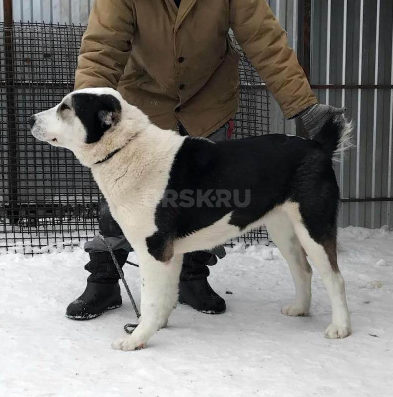 Подрощенная девочка САО. - Орск
