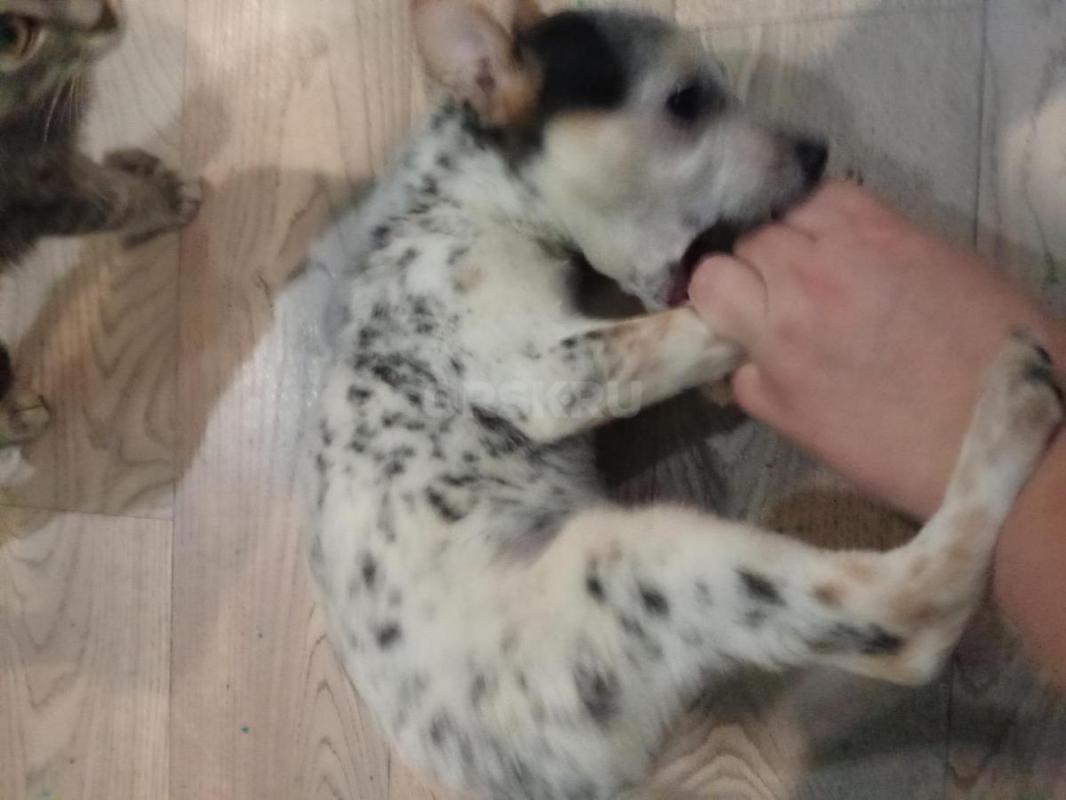 Отдам в добрые руки маленького мальчика. - Орск