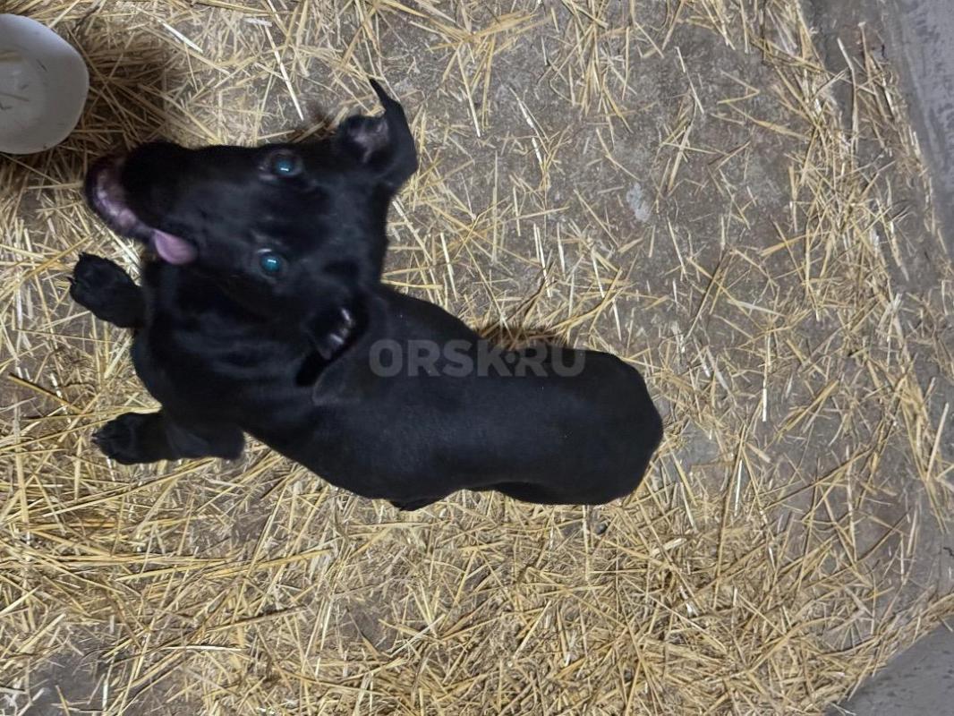 Отдам Кутенка Мальчика в хорошие руки ! - Орск