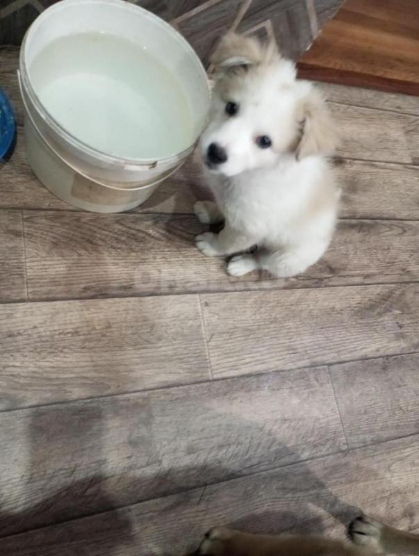 Отдам в свой дом мальчика,приучен к своему дому,активный,игривый щенок. - Орск