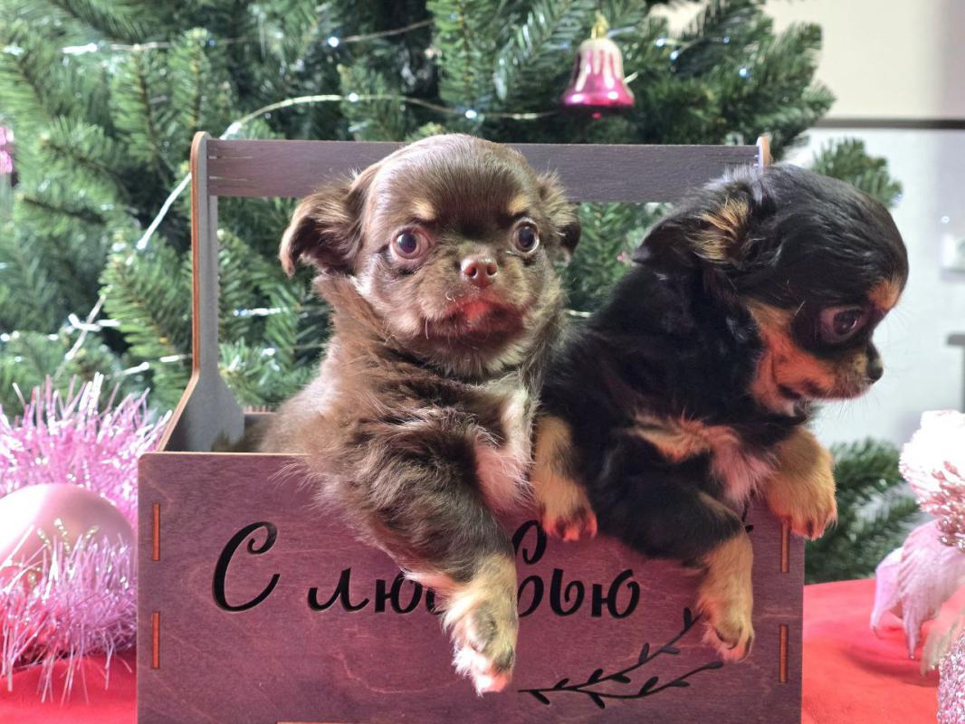 Очаровательные ,миниатюрные ,очень красивые и веселые чихуашечки с документами РКФ готовы к переезду - Орск