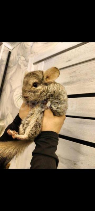 Шиншилла ручная! - Орск