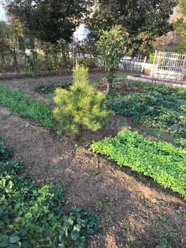 продам сад в СНТ 10 ЮУМЗ,площадь 6 соток,домик,застекленная веранда,площадка для стоянки машины,пров - Орск