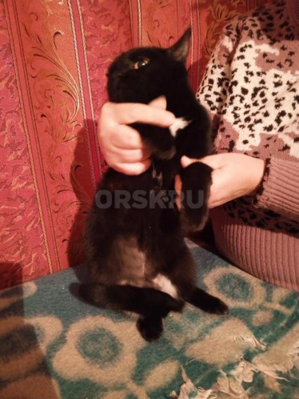 Отдам в добрые руки кошку, возраст 2 года, окрас чёрный с белыми вкраплениями (грудка и живот), стер - Орск