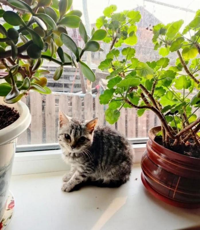 Отдам в добрые руки котенка. - Орск