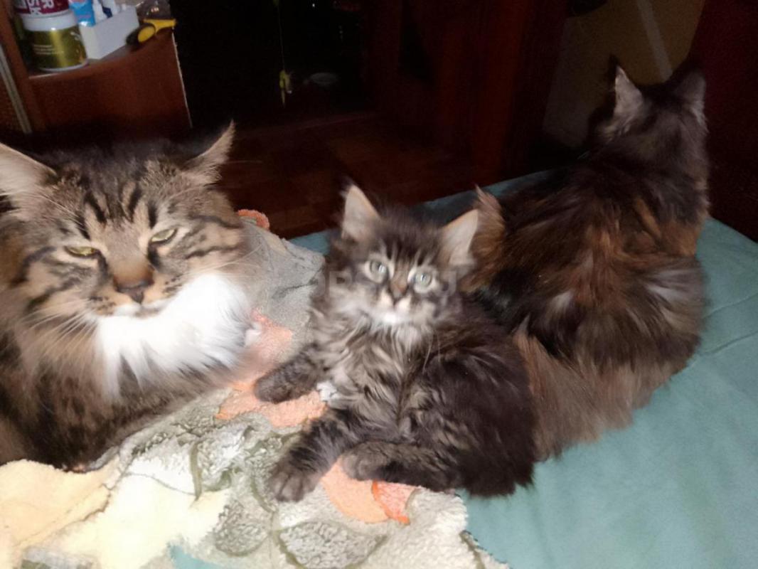 Прекрасные котята породы Курильский бобтейл, 22.11.2025 г. р. - Орск