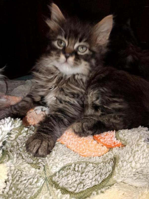 Прекрасные котята породы Курильский бобтейл, 22.11.2025 г. р. - Орск