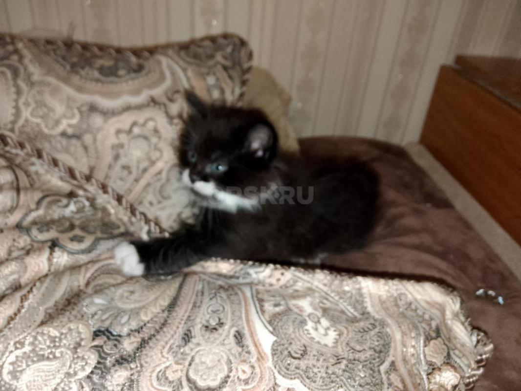 Прекрасные котята породы Курильский бобтейл, 22.11.2025 г. р. - Орск