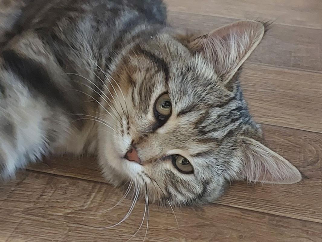 Котёнок ищет дом,умный,приучен к туалету,не портит мебель,знает команду "ФУ". - Новотроицк