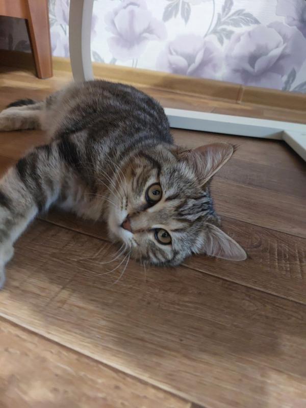 Котёнок ищет дом,умный,приучен к туалету,не портит мебель,знает команду "ФУ". - Новотроицк