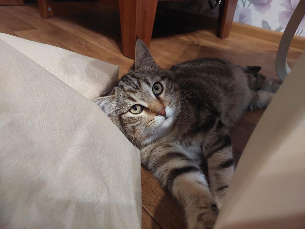 Котёнок ищет дом,умный,приучен к туалету,не портит мебель,знает команду "ФУ". - Новотроицк