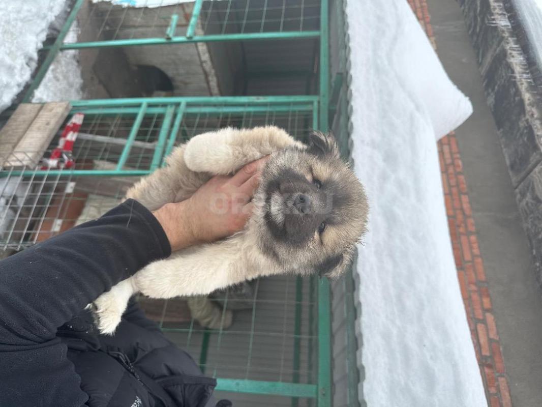 Щенки Западно-Сибирской лайки! - Орск
