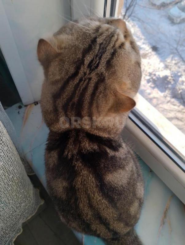 Кот шотландец с документами вязка  ,котята получаются очень красивые с четким рисунком. - Орск