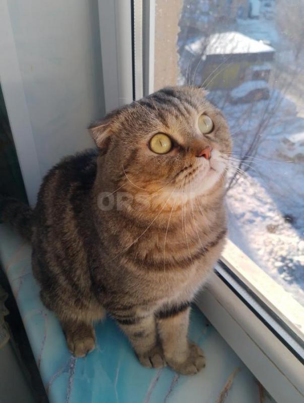 Кот шотландец с документами вязка  ,котята получаются очень красивые с четким рисунком. - Орск