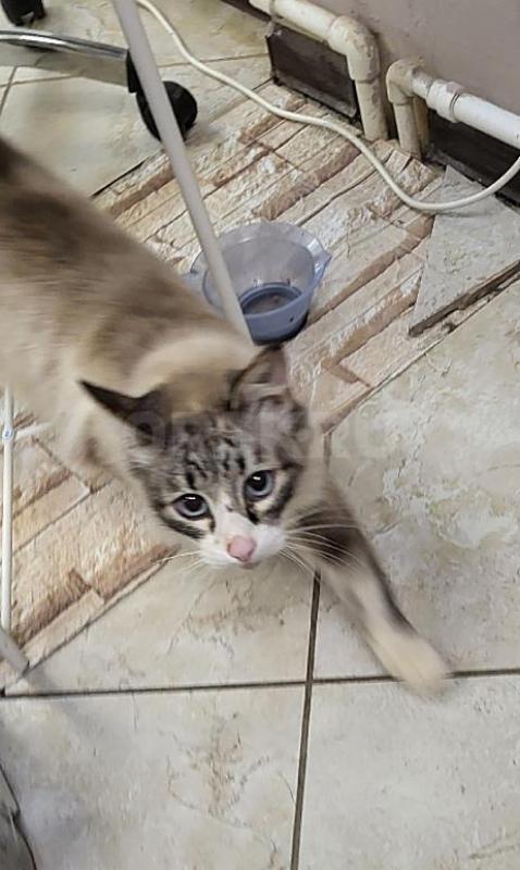 SOS----Подобрали Тайскую девочку. - Орск