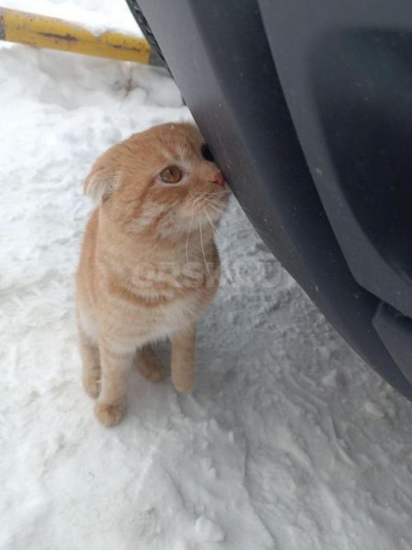 Шотландский котенок - подросток, скитается на улице. - Орск