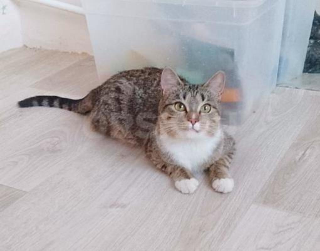 Молодая девочка, после страшных испытаний, ищет семью. - Орск