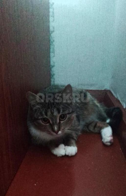 Молодая девочка, после страшных испытаний, ищет семью. - Орск