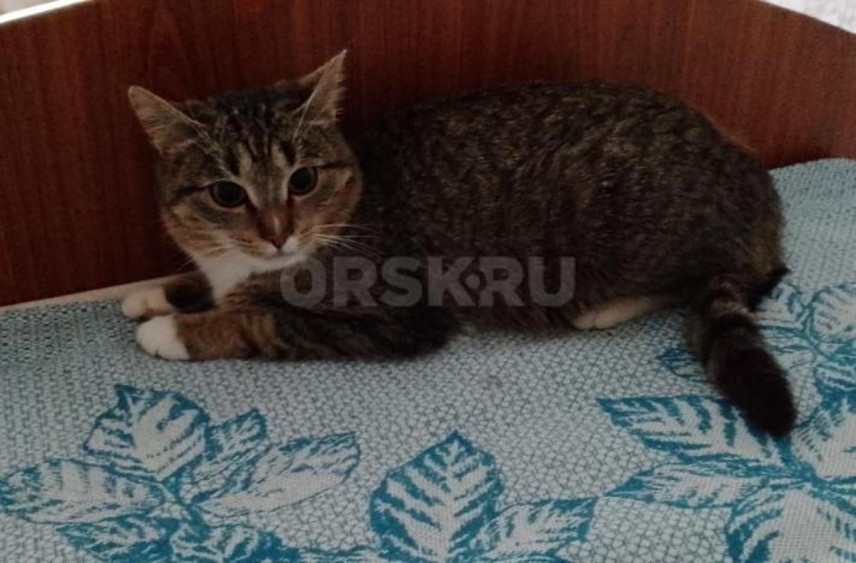 Молодая девочка, после страшных испытаний, ищет семью. - Орск