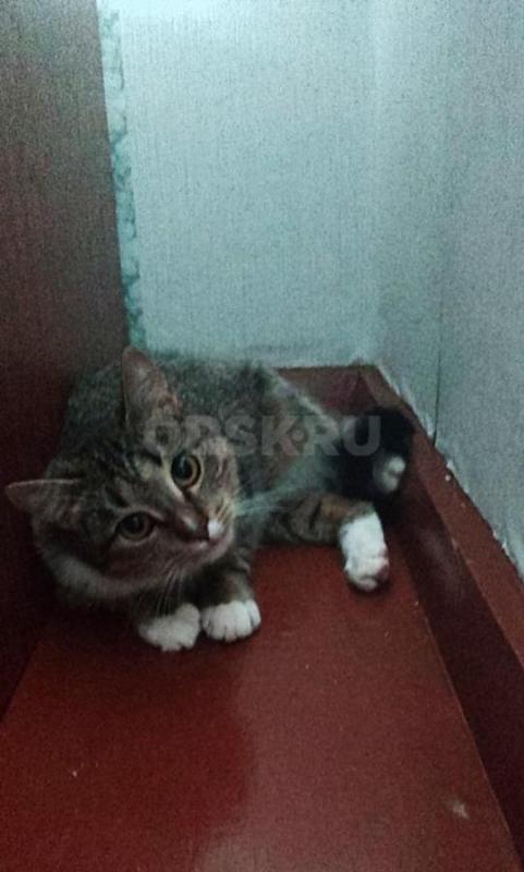 Молодая девочка, после страшных испытаний, ищет семью. - Орск