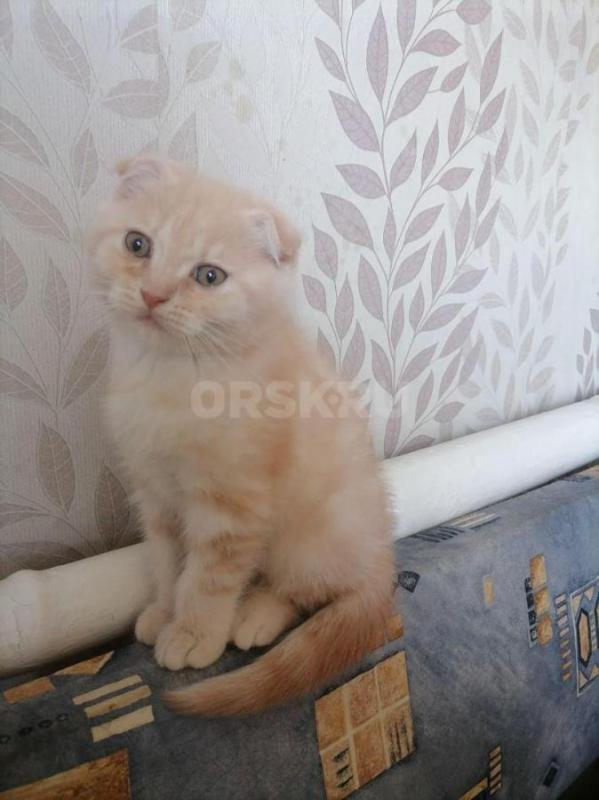 Отдам двух мальчиков. - Орск