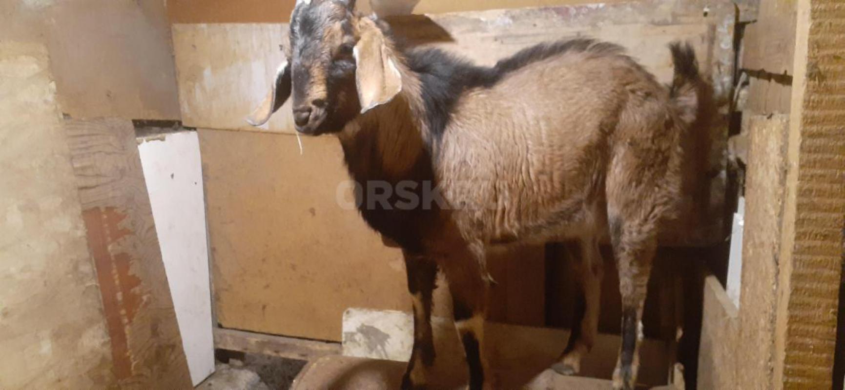 Продам Нубийский Козёл. - Орск