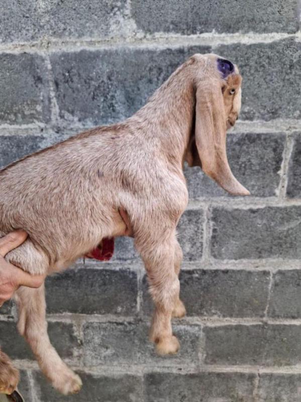 Продам двух козликов, рождены 9.0925 (черный), 11.09.25 ( бежнвый), камори- нубийцы. - Орск