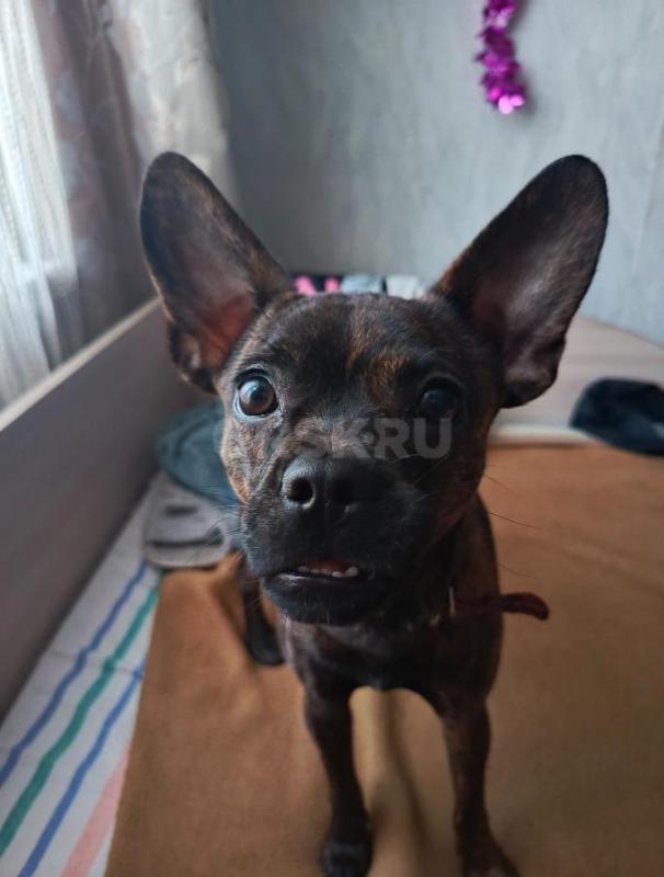 Отдам,в хорошие руки,мальчик ходит на пеленки, хороший спокойный, щенок 7 месяцов зовут бублик. - Орск