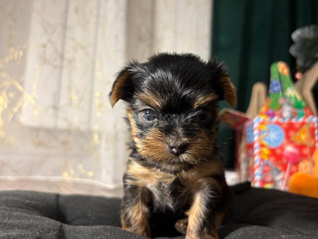 Открыта бронь на очень красивых и милых щенков йоркширский терьер родились 16.12.2025г! - Орск