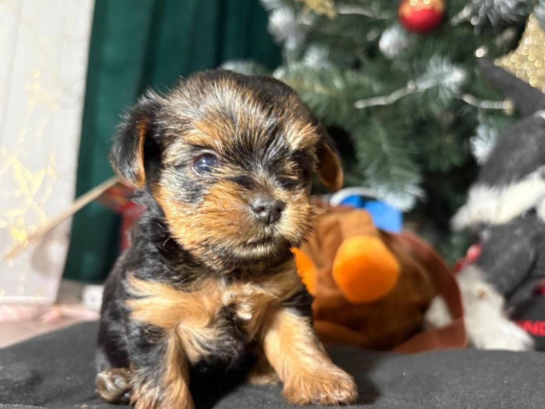 Открыта бронь на очень красивых и милых щенков йоркширский терьер родились 16.12.2025г! - Орск