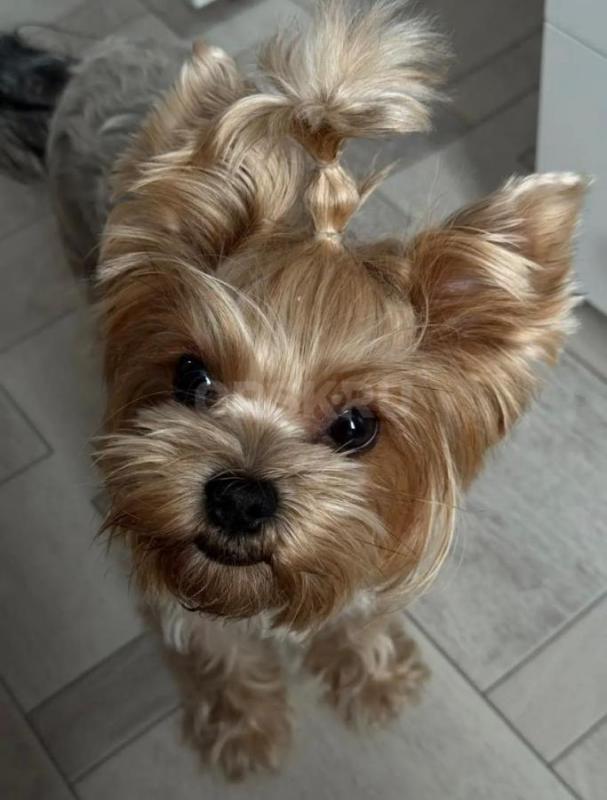 Открыта бронь на очень красивых и милых щенков йоркширский терьер родились 16.12.2025г! - Орск