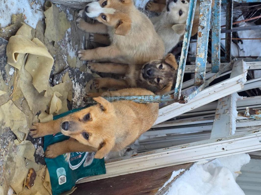 Щенки!!!срочно !!! - Орск