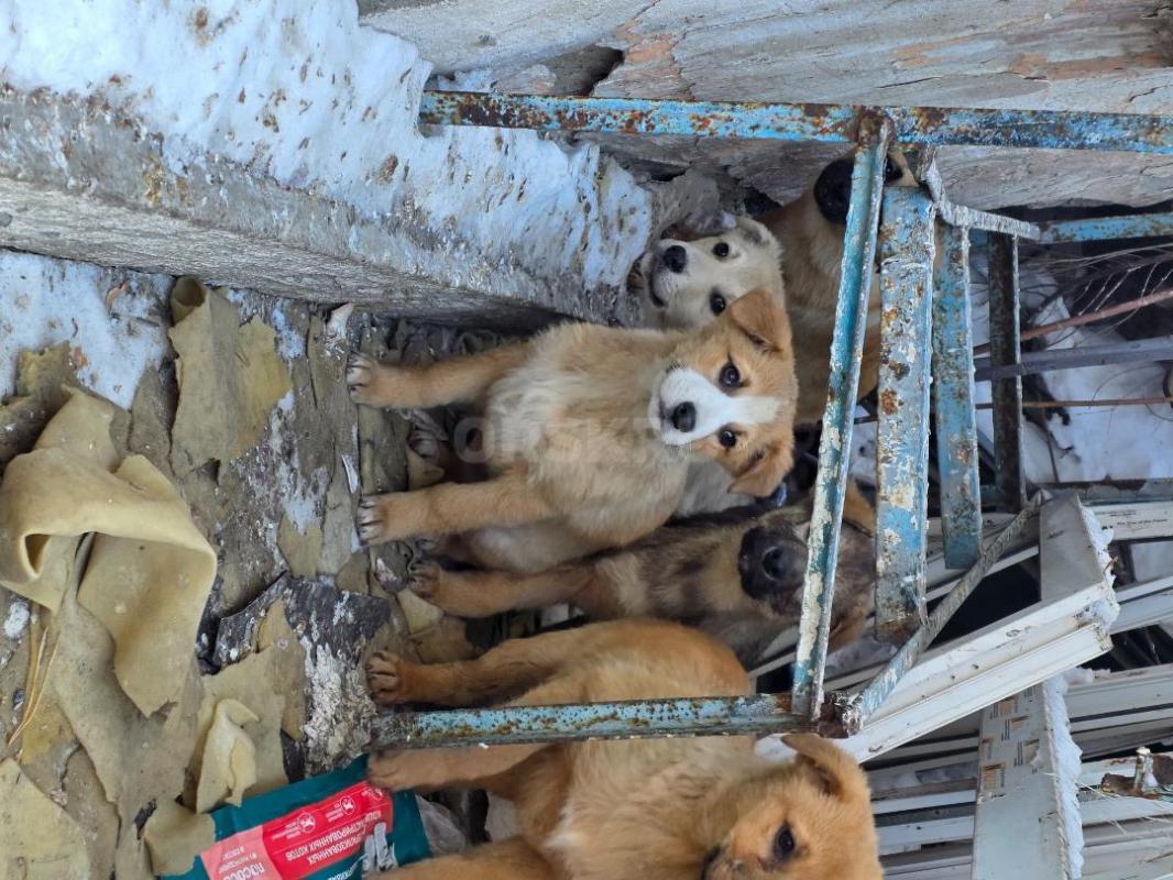 Щенки!!!срочно !!! - Орск