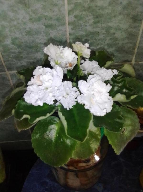 фиалка белая махровая вся в цвету 240 кв - Орск