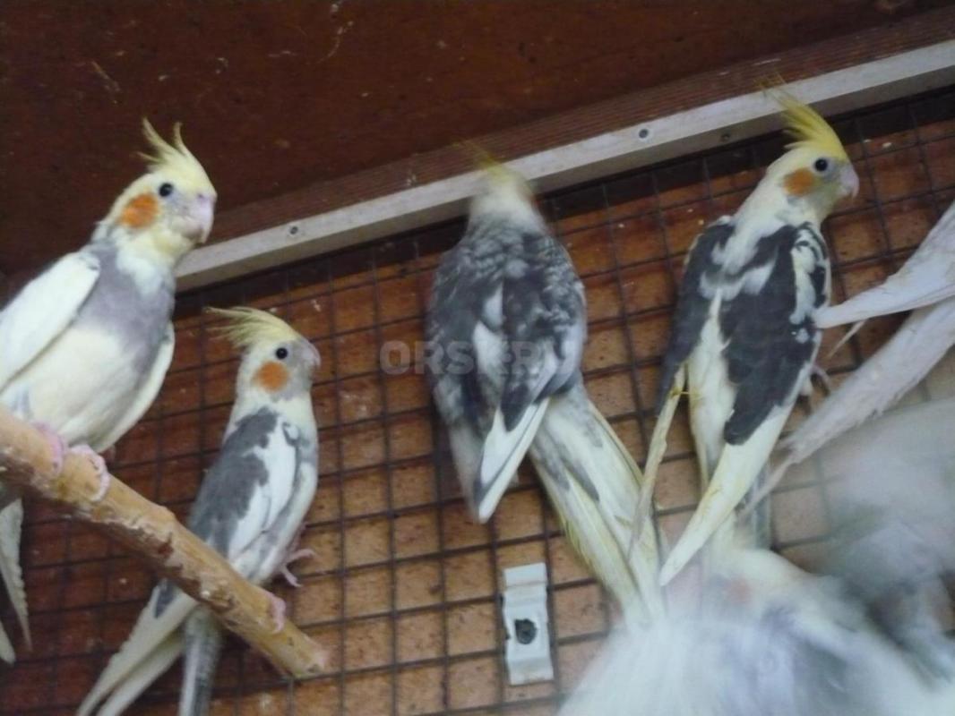 Продам молодых птенцов попугаев Корелл, местного разведения. - Орск