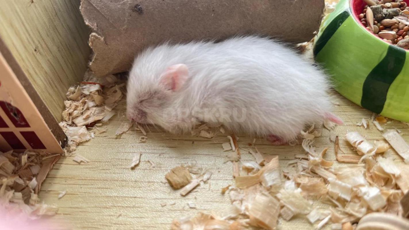 Отдам сирийский хомячков - Орск