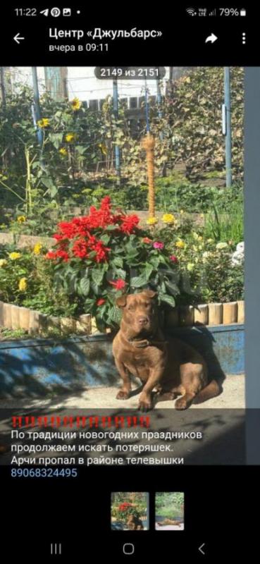Пропала собака 2.01.2026 райлн телевышки. - Орск