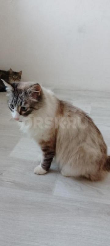 Молодая девочка Мэйн- Кун металась на улице в лютые морозы. - Орск