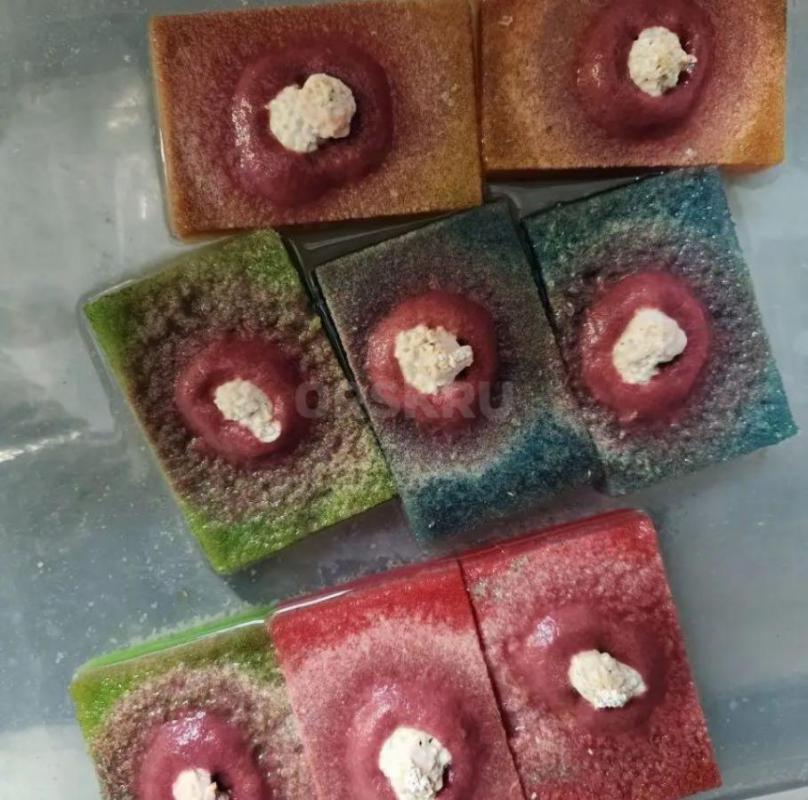 аулофорус колония на губке в контейнере,Заинтересованым могу скинуть видио - Орск