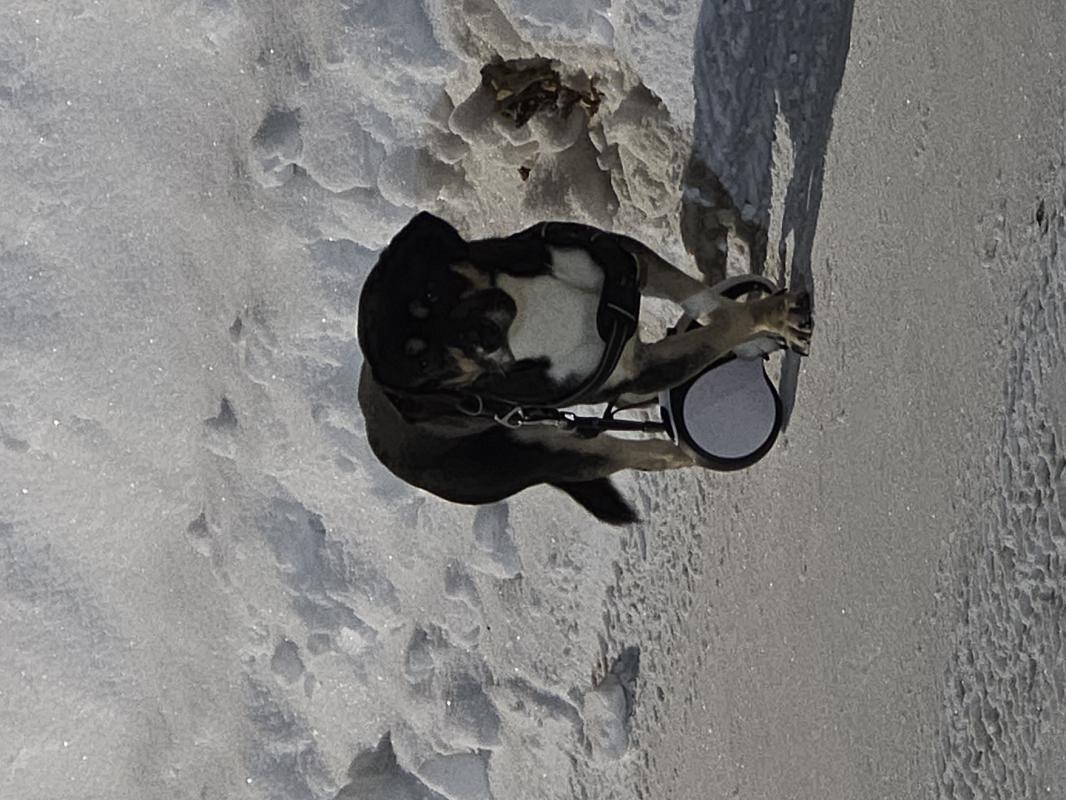 21.01.2026 найден щенок (кобель) на ул. - Гай