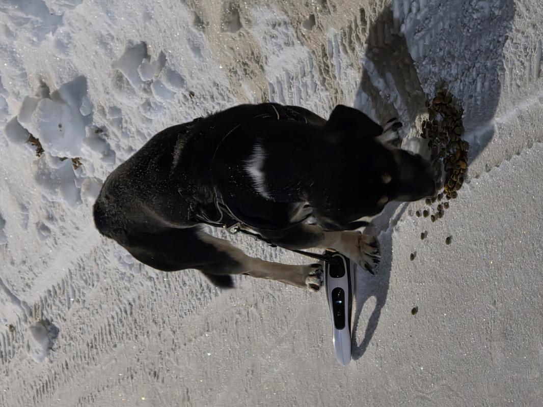 21.01.2026 найден щенок (кобель) на ул. - Гай