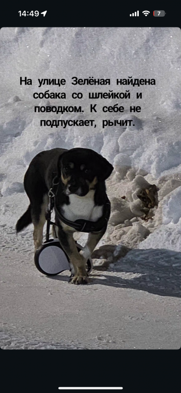 Чья собака?? - Гай