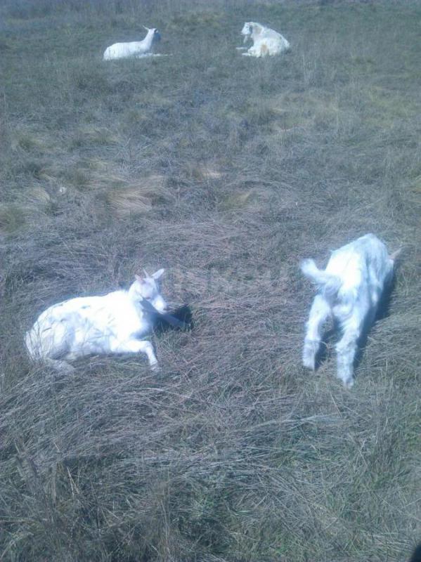 Продам Козочку. - Орск