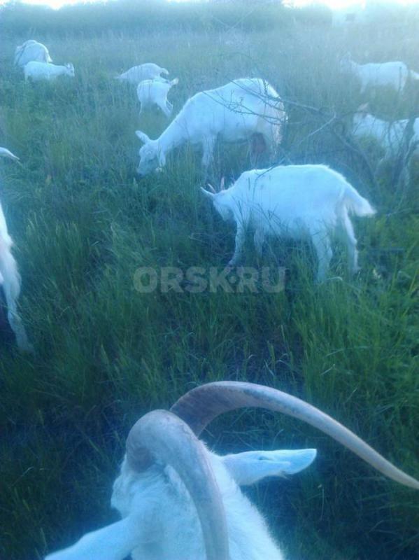 Продам Козочку. - Орск