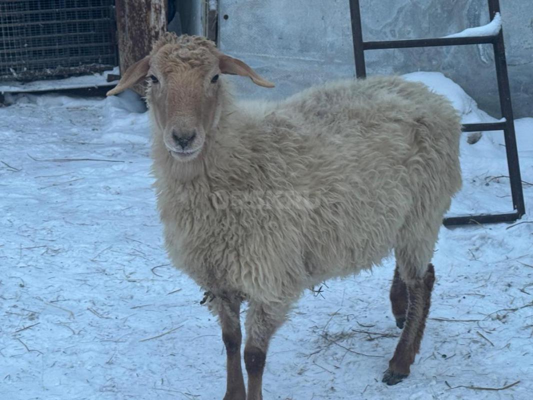 Продам овечку на мясо, цена в лс - Орск